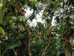 Muchas fincas peruanas cultivan variedades de cacao silvestres y semisilvestres que no han sido alteradas. EFE / UNIVERSIDAD DE LAS INDIAS OCCIDENTALES
