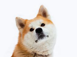 Más allá de encontrar un hogar en estas razas de perros, tendrás una protección y lealtad inquebrantable en ellos. UNSPLASH / M. VASILYEV