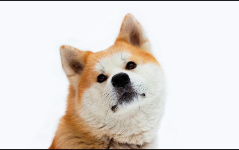 Más allá de encontrar un hogar en estas razas de perros, tendrás una protección y lealtad inquebrantable en ellos. UNSPLASH / M. VASILYEV