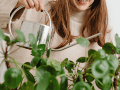 El amarillamiento de las hojas se conoce como clorosis y ocurre cuando disminuye la producción de clorofila, el pigmento responsable del color verde y de la fotosíntesis. ESPECIAL/Canva