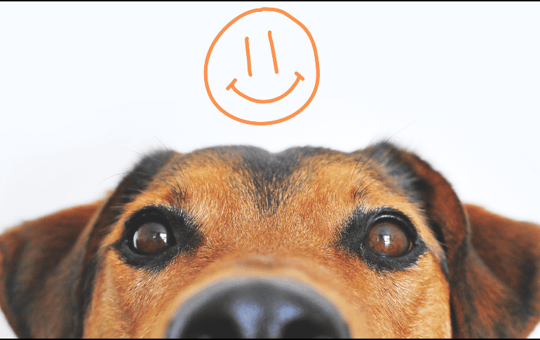 Un perro guardián puede convertirse en un excelente compañero para quienes viven en un edificio, siempre que sus necesidades físicas y emocionales sean atendidas. ESPECIAL/Canva