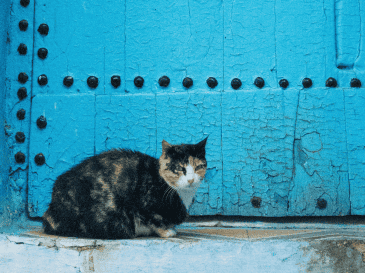 Marruecos es conocido por su tradición de cuidar y alimentar gatos callejeros desde tiempos remotos. UNSPLASH / Y. MUBARAK