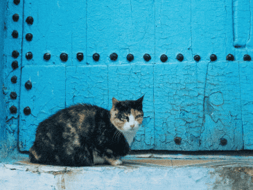 Marruecos es conocido por su tradición de cuidar y alimentar gatos callejeros desde tiempos remotos. UNSPLASH / Y. MUBARAK