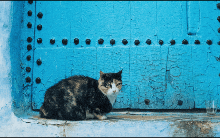 Marruecos es conocido por su tradición de cuidar y alimentar gatos callejeros desde tiempos remotos. UNSPLASH / Y. MUBARAK