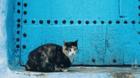 Marruecos es conocido por su tradición de cuidar y alimentar gatos callejeros desde tiempos remotos. UNSPLASH / Y. MUBARAK