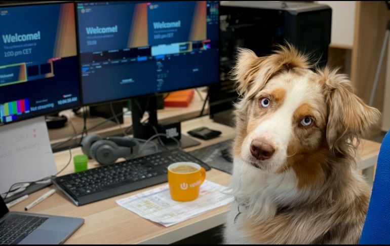 La tendencia de las oficinas pet friendly transforma el entorno laboral global, mejorando la productividad y el bienestar de los empleados que asisten con sus mascotas. UNSPLASH