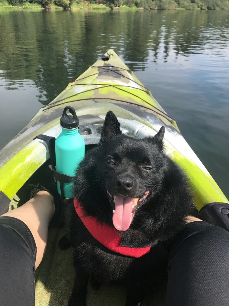Schipperke. UNSPLASH / R. Shepard&nbsp;