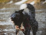 Existe un selecto grupo de lomitos que encuentran en el agua su mayor fuente de diversión; revisa las razas. UNSPALSH / T. Lakota