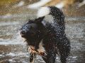 Existe un selecto grupo de lomitos que encuentran en el agua su mayor fuente de diversión; revisa las razas. UNSPALSH / T. Lakota