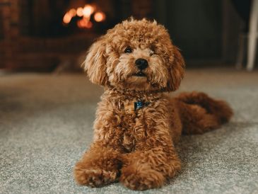 Antes de adoptar un perro es es importante conocer los cuidados específicos de cada razaUNSPLASH / S. VAN ELK