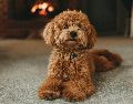 Antes de adoptar un perro es es importante conocer los cuidados específicos de cada razaUNSPLASH / S. VAN ELK