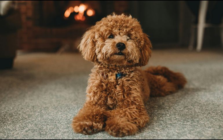 Antes de adoptar un perro es es importante conocer los cuidados específicos de cada razaUNSPLASH / S. VAN ELK
