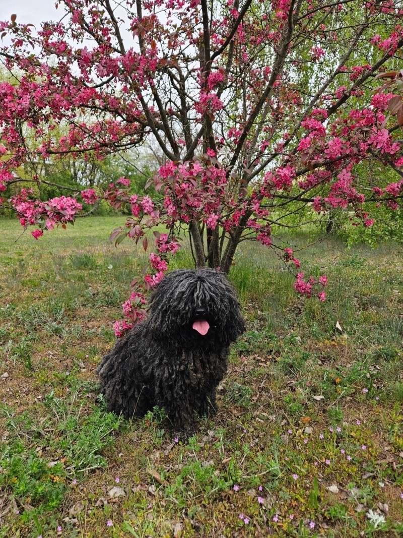 &nbsp;Puli húngaro. Pexels / K. Ildikó