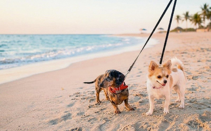 &nbsp;Las playas de Mazatlán permiten disfrutar de un paseo con las mascotas. ESPECIAL