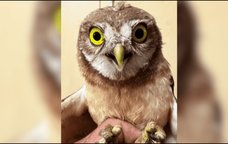 El tecolote llanero se encuentra catalogado bajo la categoría de Protección Especial en la Norma Oficial Mexicana NOM-059-SEMARNAT-2010. CORTESIA/ Unidad de Rescate de Fauna Silvestre de Tlajomulco