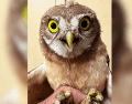 El tecolote llanero se encuentra catalogado bajo la categoría de Protección Especial en la Norma Oficial Mexicana NOM-059-SEMARNAT-2010. CORTESIA/ Unidad de Rescate de Fauna Silvestre de Tlajomulco