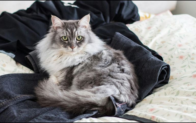 Si tu gato acostumbra acostarse sobre tu ropa limpia o incluso la que acabas de quitarte, no es una casualidad. UNSPLASH