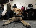 Recuerda, la inteligencia canina no se limita a la obediencia. SUN/ARCHIVO