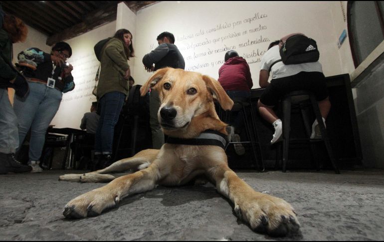 Recuerda, la inteligencia canina no se limita a la obediencia. SUN/ARCHIVO