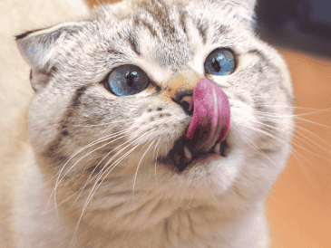 Al estar conectados al sistema muscular, los gatos pueden mover las dos filas inferiores de sus bigotes de forma independiente a las superiores. CANVA