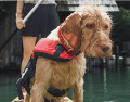 Nombres como Frida, Athos y Proteo se convirtieron en símbolo del trabajo de estos equipos. CANVA