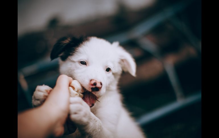 Educar a tu perrito desde cachorro es vital para evitar problemas después. ESPECIAL/PEXELS