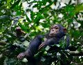 En la actualidad los chimpancés se encuentran en grave peligro de extinción debido a la implacable acción humana. Unsplash