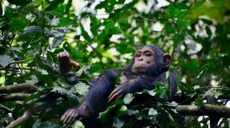En la actualidad los chimpancés se encuentran en grave peligro de extinción debido a la implacable acción humana. Unsplash