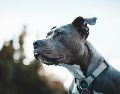 La supervisión constante y la educación mutua garantizan una relación sana, llena de cariño y respeto entre los niños y sus queridas mascotas. Unsplash