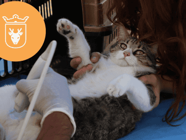 Vacunar a una mascota no solo mejora su calidad de vida, sino que también te permite disfrutar de su compañía por mucho más tiempo. ESPECIAL/ Protección Animal Zapopan