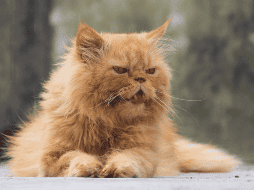 Además de la alimentación y el entorno, la atención veterinaria periódica continúa siendo uno de los pilares para prolongar la vida de los gatos. CANVA
