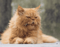 Además de la alimentación y el entorno, la atención veterinaria periódica continúa siendo uno de los pilares para prolongar la vida de los gatos. CANVA