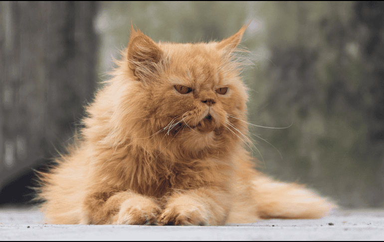 Además de la alimentación y el entorno, la atención veterinaria periódica continúa siendo uno de los pilares para prolongar la vida de los gatos. CANVA