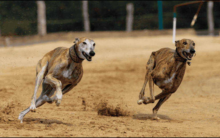 Conoce las cinco razas de perros que destacan por su increíble rapidez. ESPECIAL/Canva