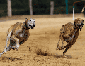 Conoce las cinco razas de perros que destacan por su increíble rapidez. ESPECIAL/Canva
