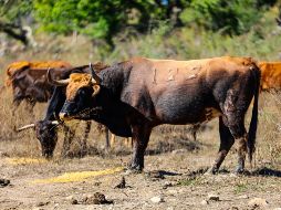 Autoridades agropecuarias advierten que atender el tema del gusano barrenador requiere de 500 millones de moscas estériles. EL INFORMADOR/ARCHIVO