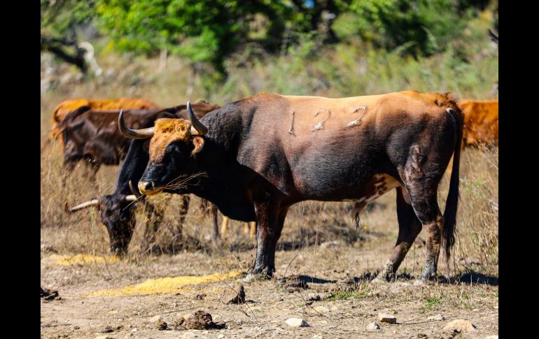 Autoridades agropecuarias advierten que atender el tema del gusano barrenador requiere de 500 millones de moscas estériles. EL INFORMADOR/ARCHIVO