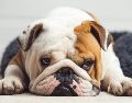 Especialistas veterinarios han advertido que es importante identificar estas complicaciones y necesidades. UNSPLASH / S. LAVALAYE