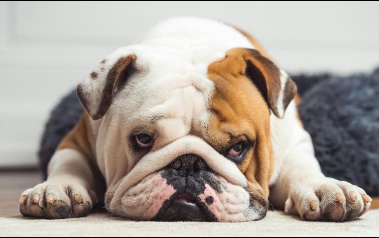 Especialistas veterinarios han advertido que es importante identificar estas complicaciones y necesidades. UNSPLASH / S. LAVALAYE