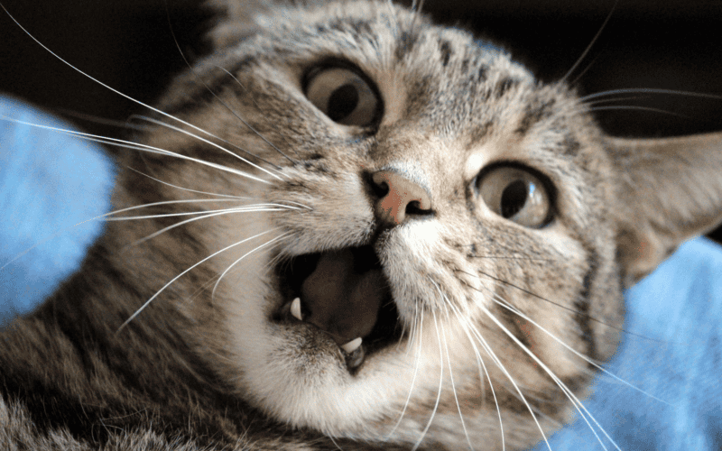CANVA&nbsp;