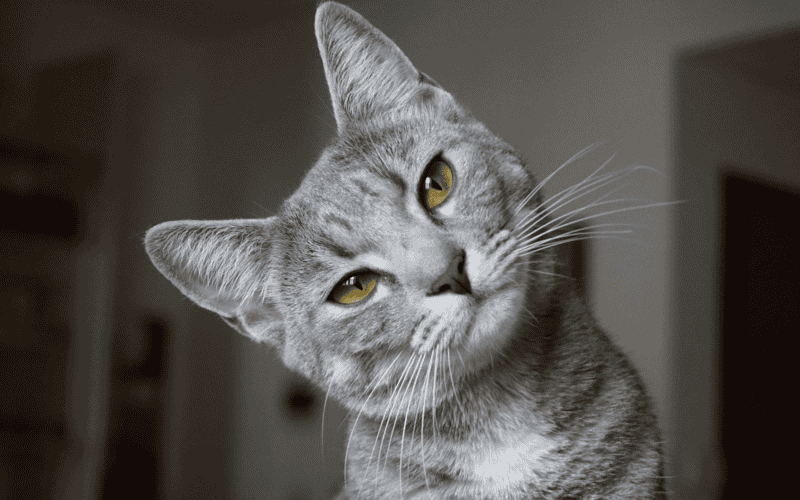 CANVA&nbsp;