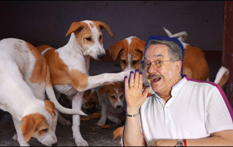 Pedro Sola aseguró que la experiencia fue emotiva y reconoció el impacto que tuvo conocer las historias de los animales rescatados. PEXELS/SUN/ARCHIVO/ESPECIAL