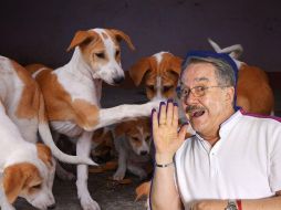 Pedro Sola aseguró que la experiencia fue emotiva y reconoció el impacto que tuvo conocer las historias de los animales rescatados. PEXELS/SUN/ARCHIVO/ESPECIAL
