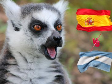 Los lémures Julien, Maurice y Mort eligieron el cuenco de España durante una dinámica previa a la final del Mundial 2026. ESPECIAL / CANVA