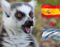 Los lémures Julien, Maurice y Mort eligieron el cuenco de España durante una dinámica previa a la final del Mundial 2026. ESPECIAL / CANVA