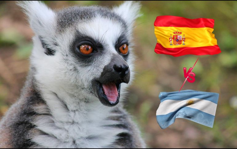 Los lémures Julien, Maurice y Mort eligieron el cuenco de España durante una dinámica previa a la final del Mundial 2026. ESPECIAL / CANVA