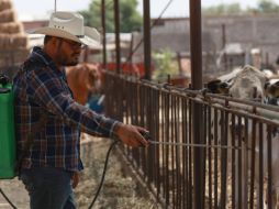 Trabajadores del sector señalaron que una eventual propagación del gusano barrenador pondría en riesgo no solo la producción, sino también el empleo de quienes dependen de esta actividad. EFE/L. Torres