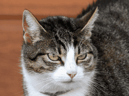 Cuando una persona sale de casa, el gato suele mantener sus rutinas habituales, pero eso no significa que sea indiferente a la ausencia de quien convive con él. Cada felino tiene una personalidad distinta. CANVA