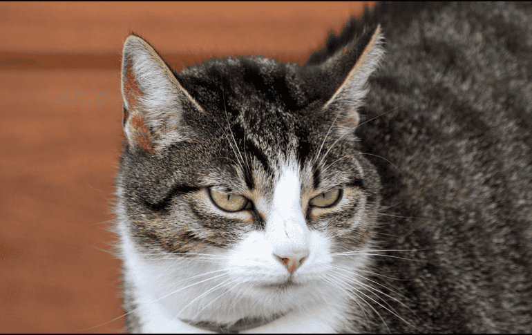 Cuando una persona sale de casa, el gato suele mantener sus rutinas habituales, pero eso no significa que sea indiferente a la ausencia de quien convive con él. Cada felino tiene una personalidad distinta. CANVA