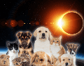 Para quienes tienen mascotas, la recomendación principal es mantener la calma, respetar el comportamiento natural de los animales y disfrutar del espectáculo astronómico de forma segura, sin intentar modificar sus reacciones. CANVA